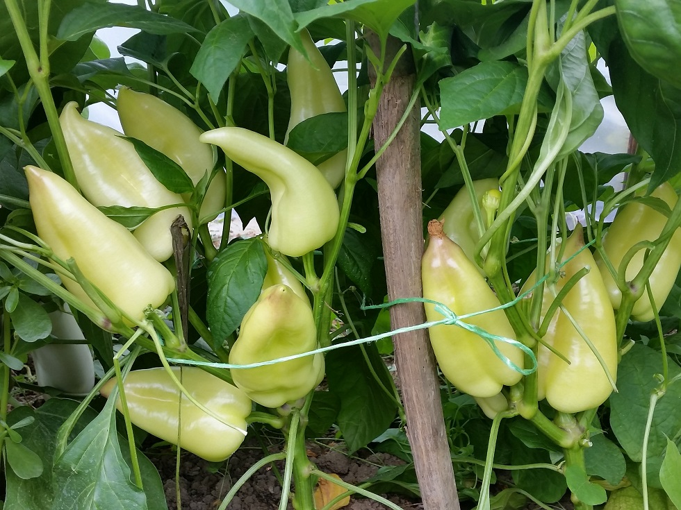 Paprika – Stare sorte semena