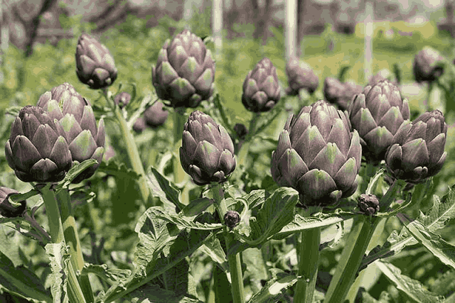 Ljubičasta Artičoka (1)_7