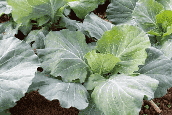 Morris Heading Raštan (4)