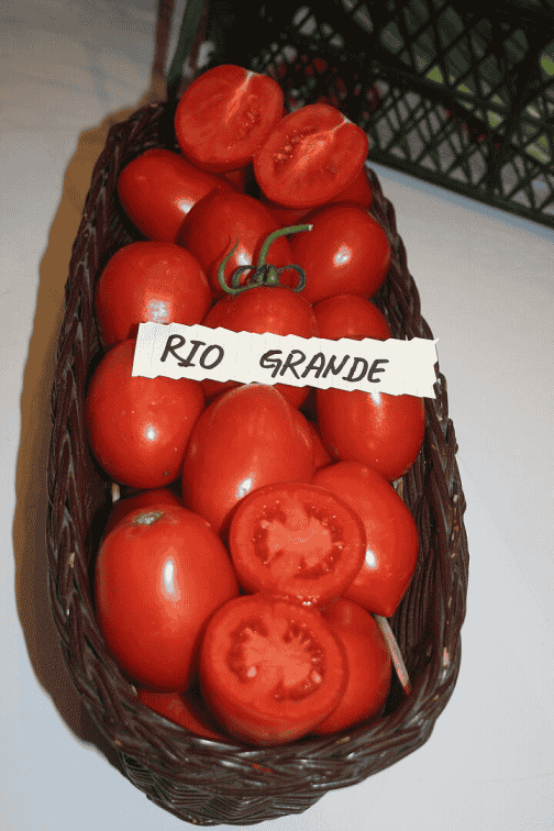 Rio Grande (1)