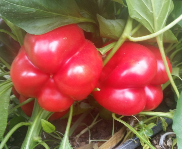 Paprika – Stare sorte semena