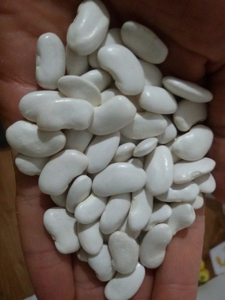 Tetavac Original seme (1)