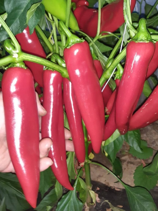 Palanačka kapija (1)