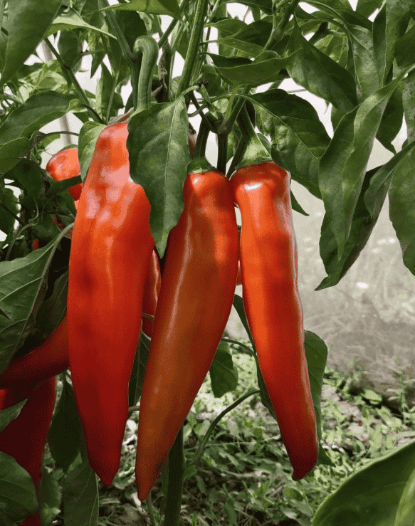 Palanačka kapija (1)