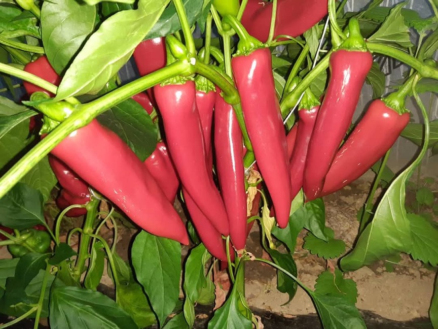 Palanačka kapija (2)