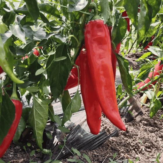 Palanačka kapija (4)