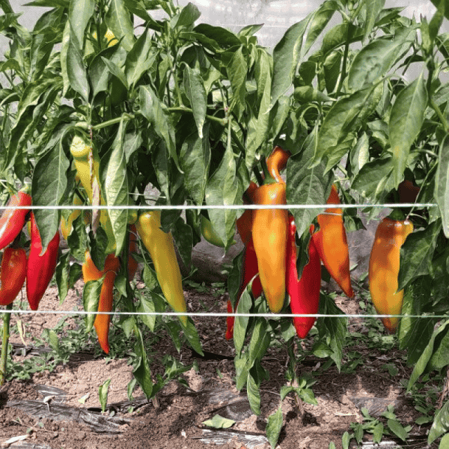 Palanačka kapija (5)