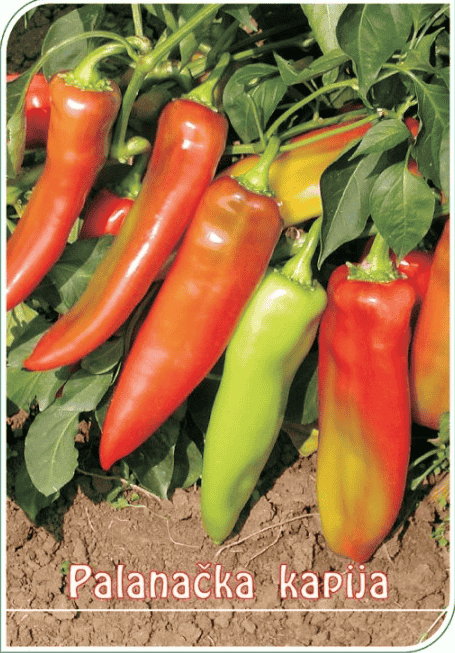 Palanačka kapija (6)