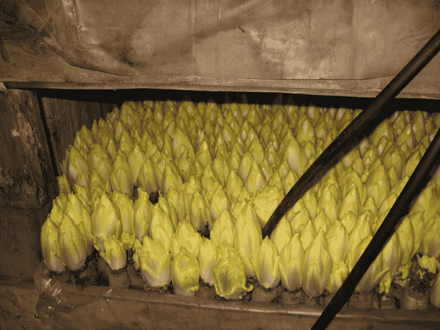 Belgiska Cikorija (1)